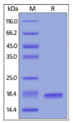 Human BAFF, Tag Free on SDS-PAGE under reducing (R) condition. The gel was stained overnight with Coomassie Blue. The purity of the protein is greater than 95%.